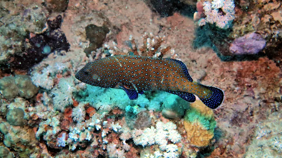 孔雀石斑鱼（Peacock Grouper）的真实照片