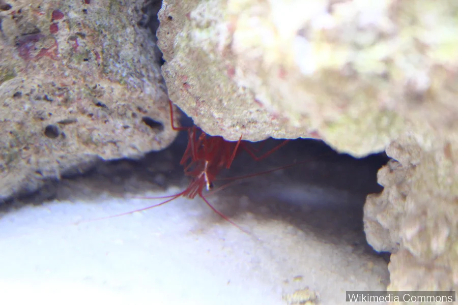 薄荷虾（Peppermint Shrimp）的真实照片