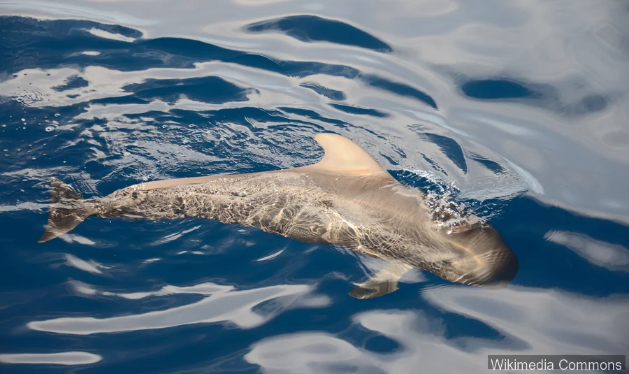 领航鲸（Pilot Whale）的真实照片