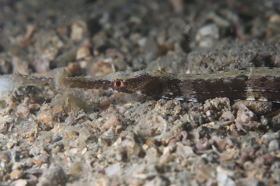 海龙（Pipefish）的真实照片