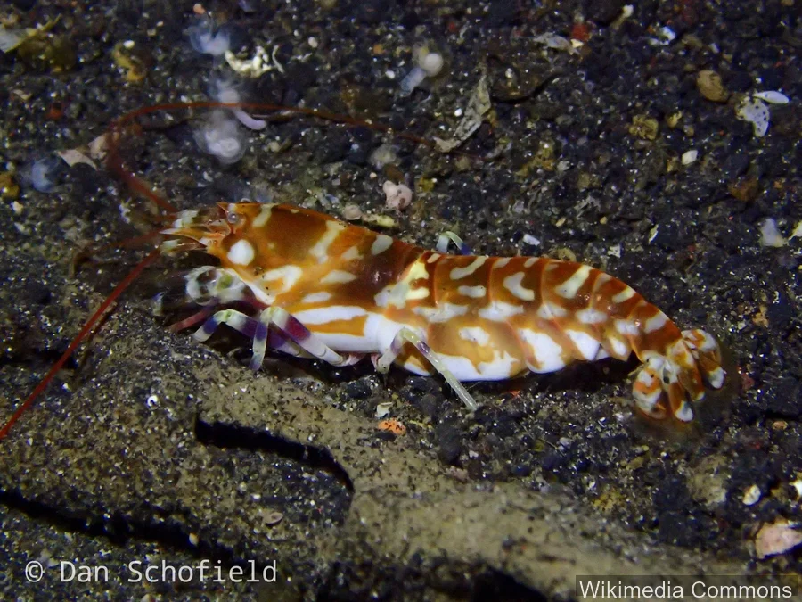 手枪虾（Pistol Shrimp）的真实照片