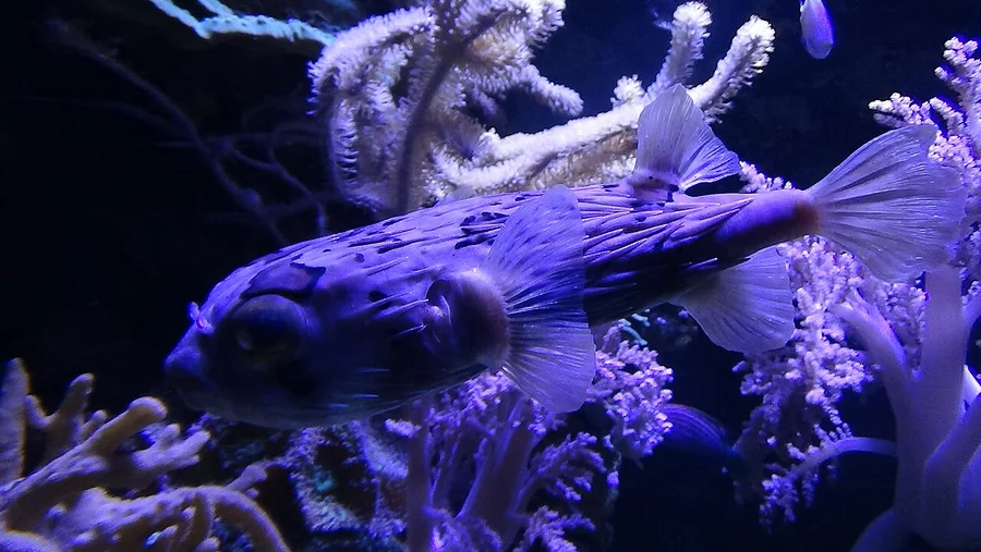 刺鲀（Porcupinefish）的真实照片