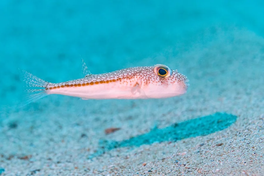 河鲀（Pufferfish）的真实照片