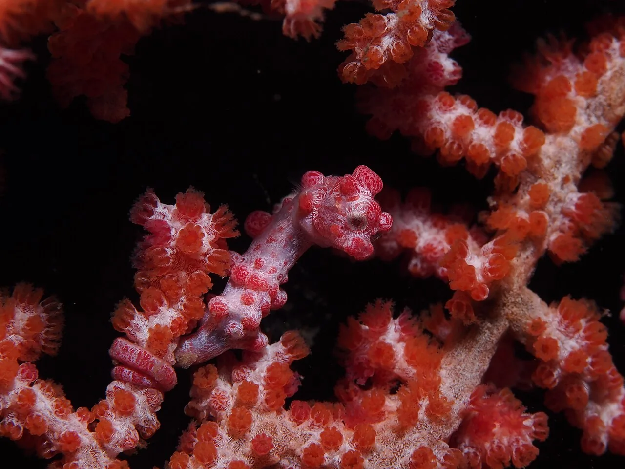 豆丁海马（Pygmy Seahorse）的真实照片