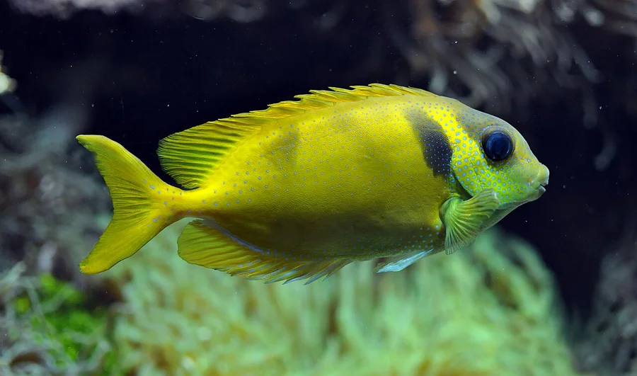 蓝子鱼（Rabbitfish）的真实照片