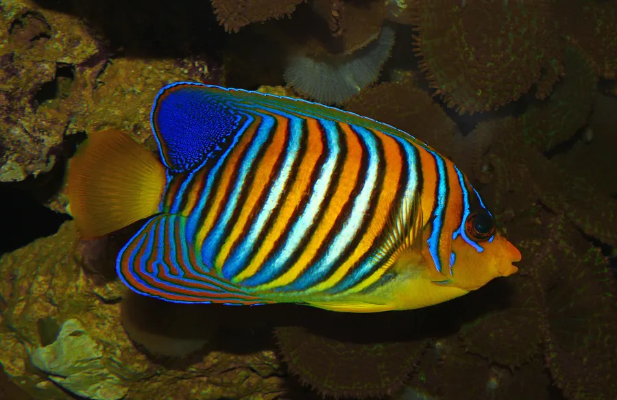 主刀神仙鱼（Regal Angelfish）的真实照片