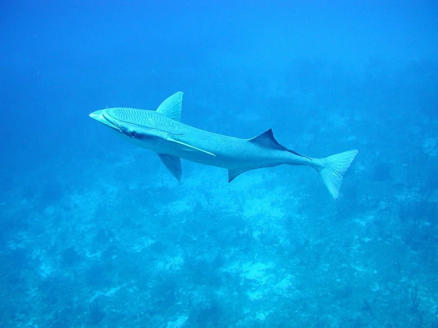䲟鱼（Remora）的真实照片