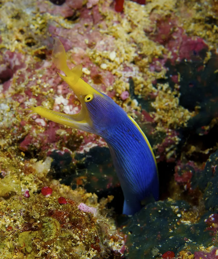丝带鳗（Ribbon Eel）的真实照片