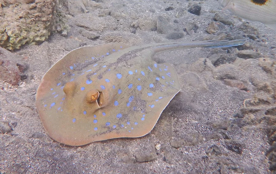 缎带魟（Ribbontail Ray）的真实照片