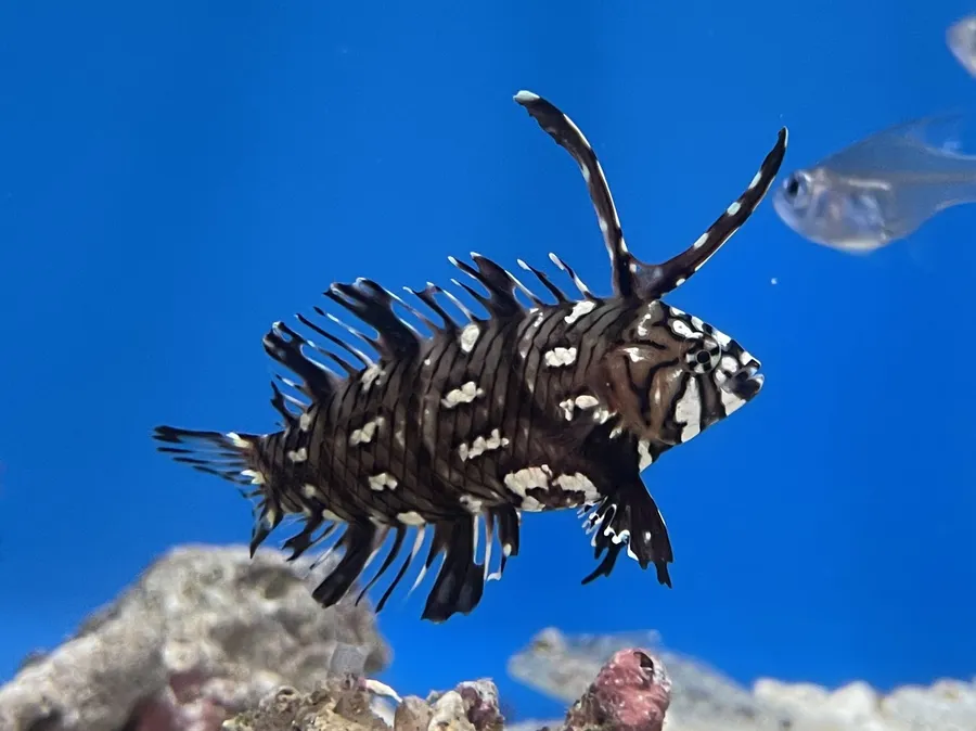 移石隆头鱼（Rockmover Wrasse）的真实照片