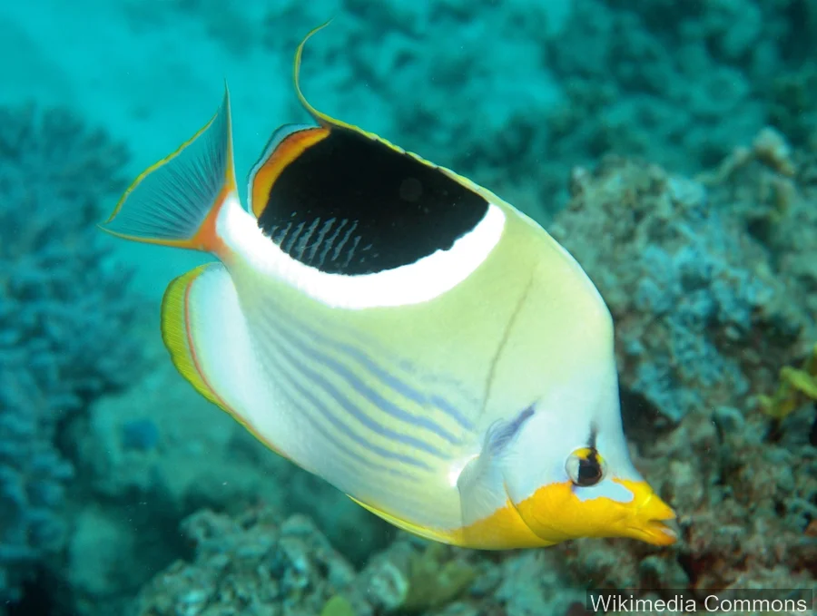 鞍背蝴蝶鱼（Saddleback Butterflyfish）的真实照片