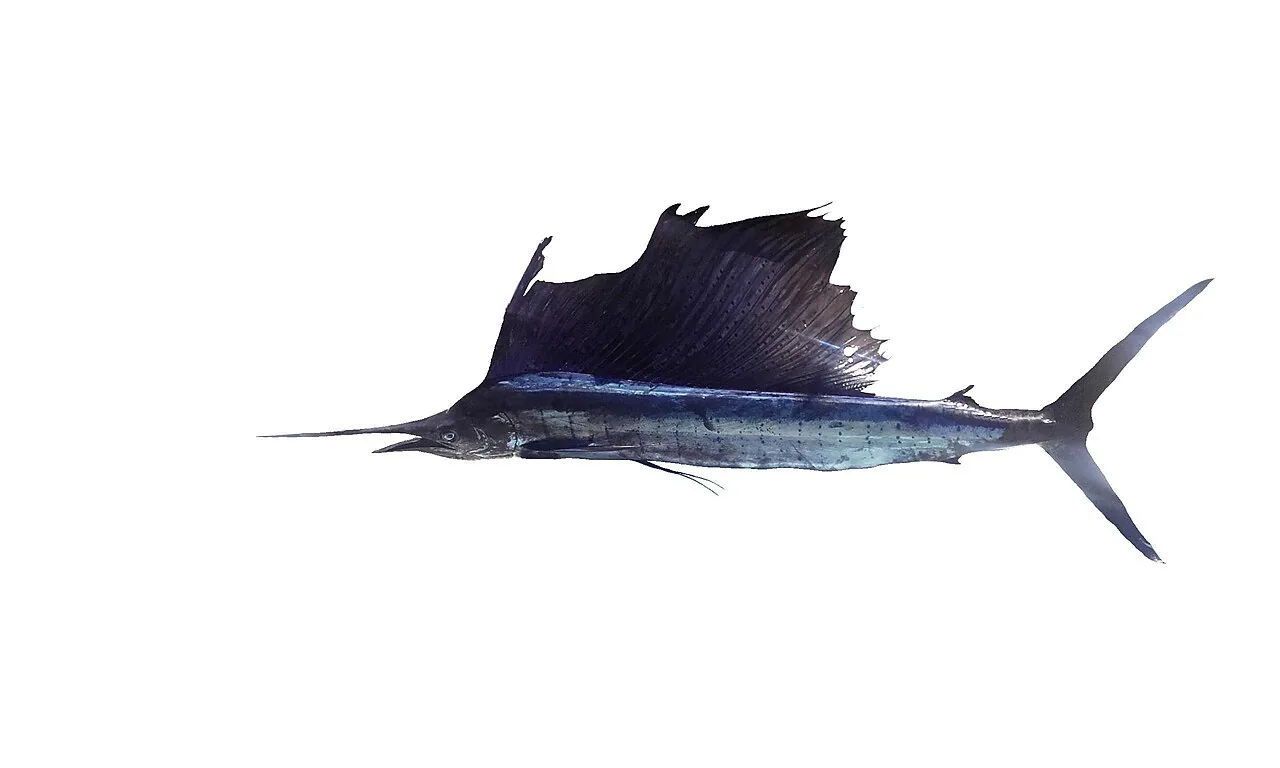旗鱼（Sailfish）的真实照片