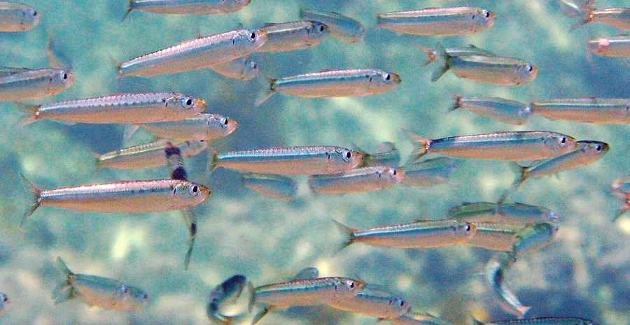 沙丁鱼（Sardine）的真实照片