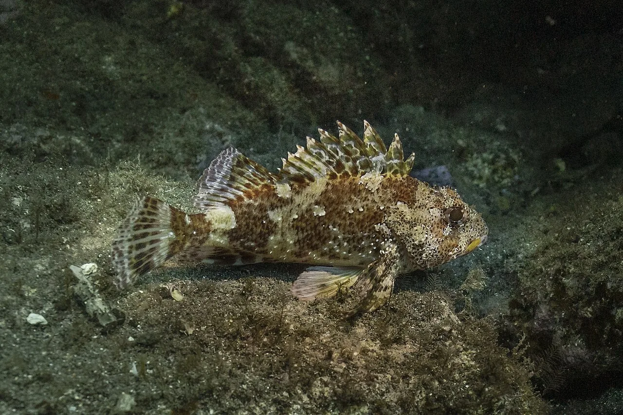 鲉鱼（Scorpionfish）的真实照片