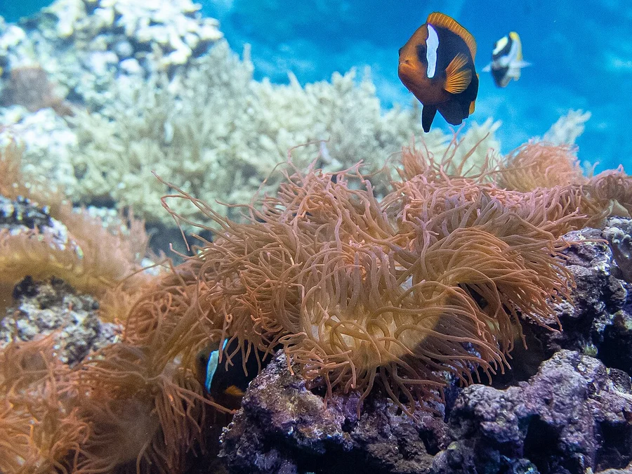 海葵（Sea Anemone）的真实照片
