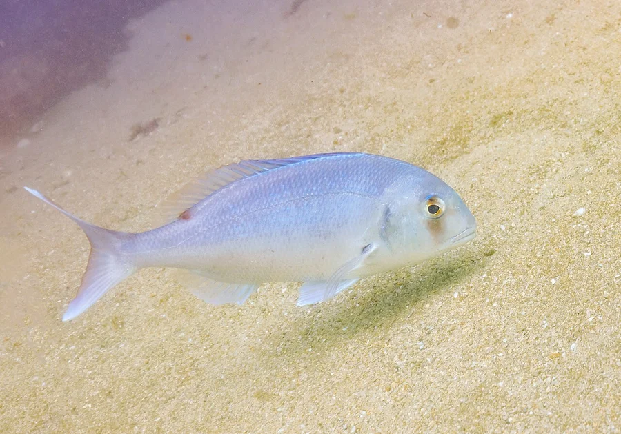鲷鱼（Sea Bream）的真实照片