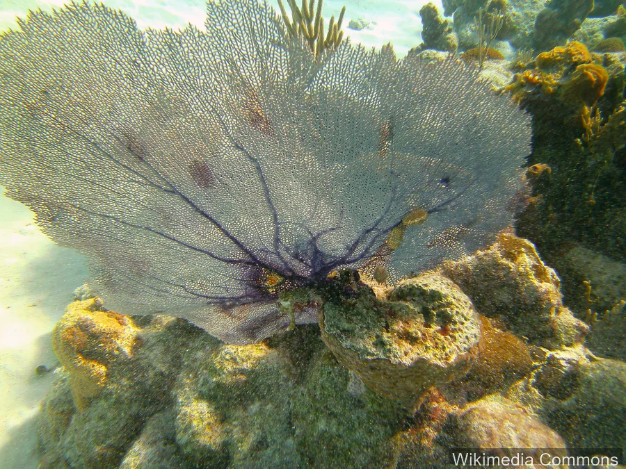 海扇（Sea Fan）的真实照片