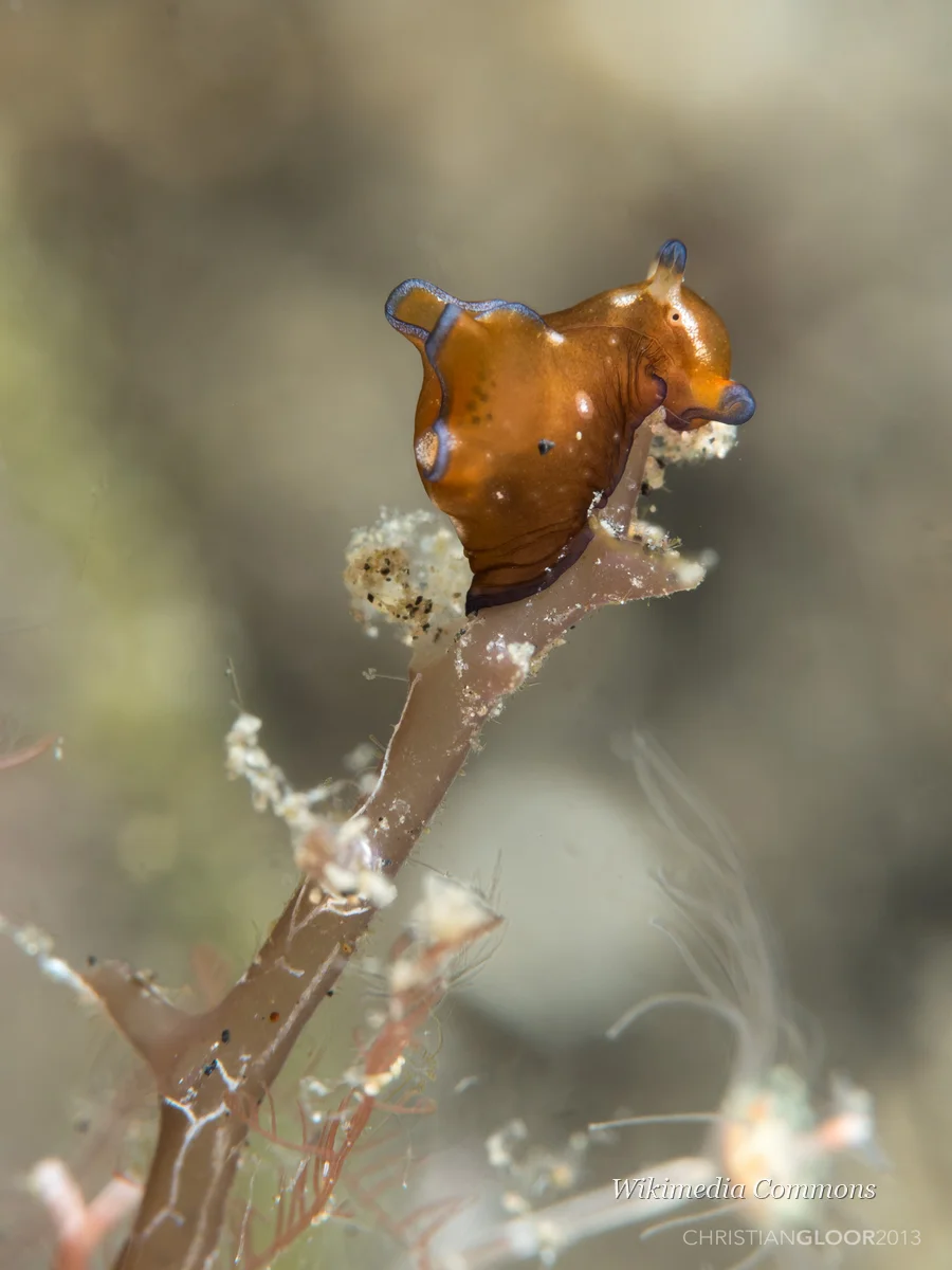 海兔（Sea Hare）的真实照片