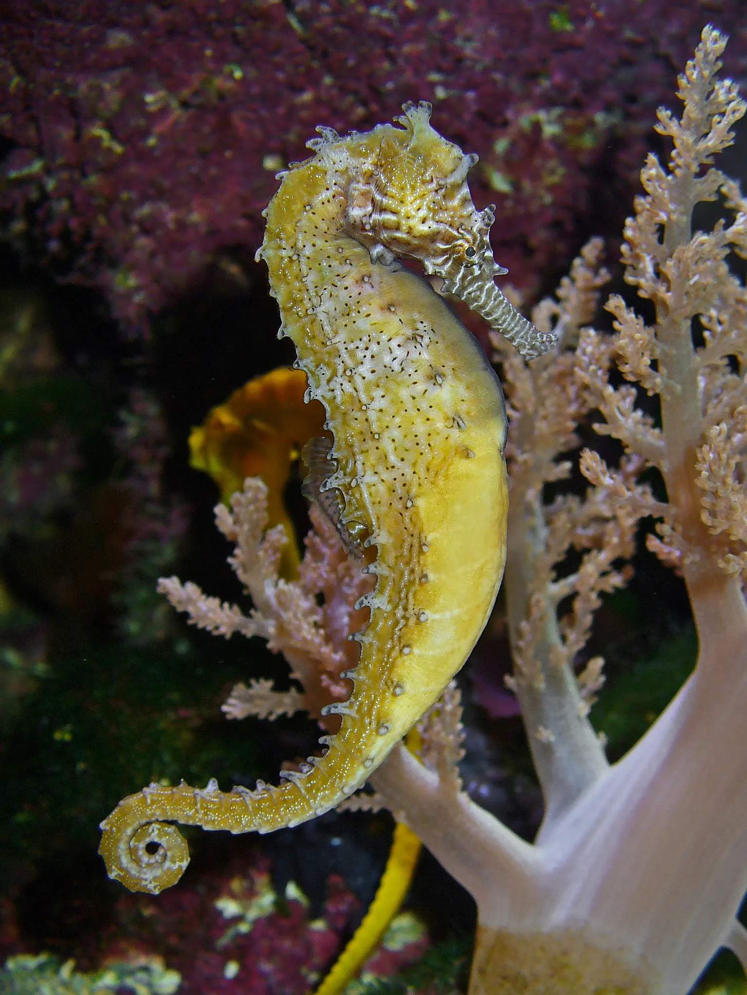 海马（Seahorse）的真实照片
