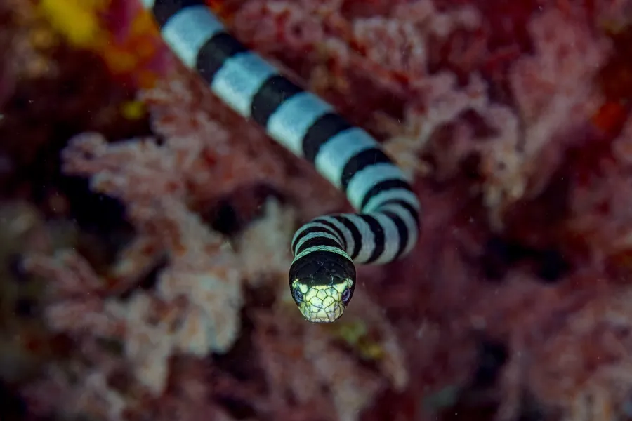 扁尾海蛇（Sea Krait）的真实照片