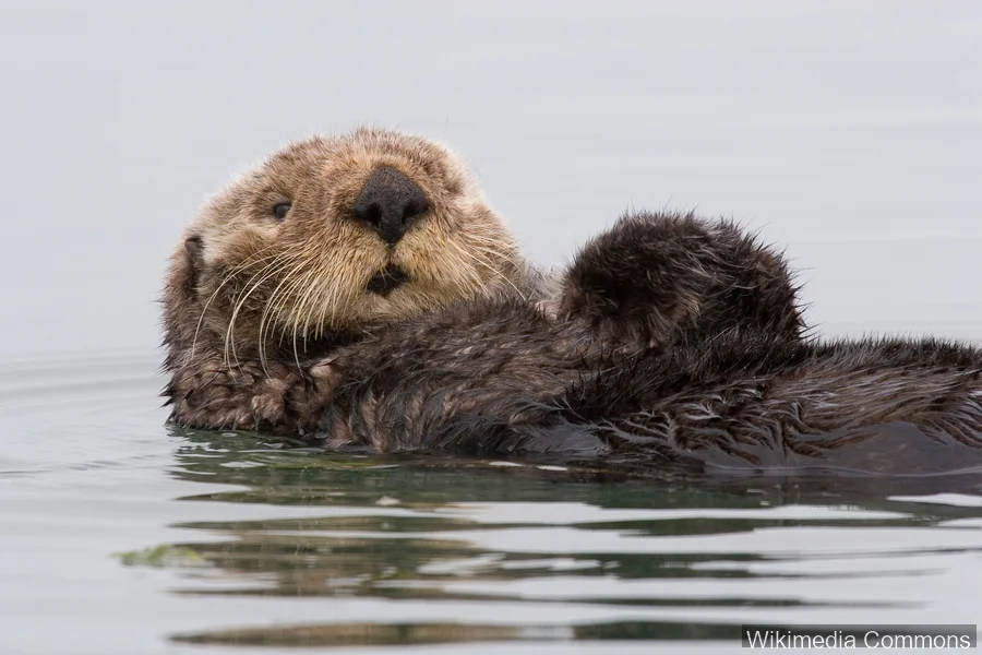海獭（Sea Otter）的真实照片