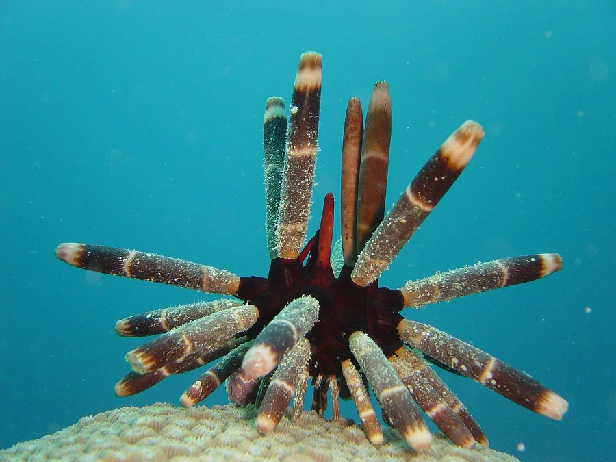 海胆（Sea Urchin）的真实照片