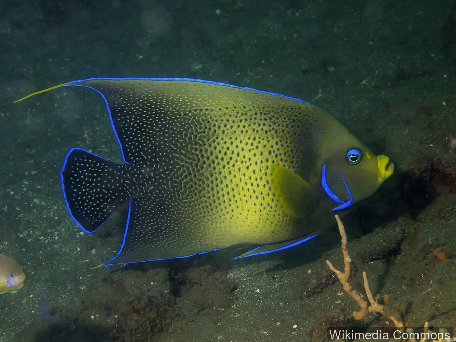 半圆神仙鱼（Semicircle Angelfish）的真实照片