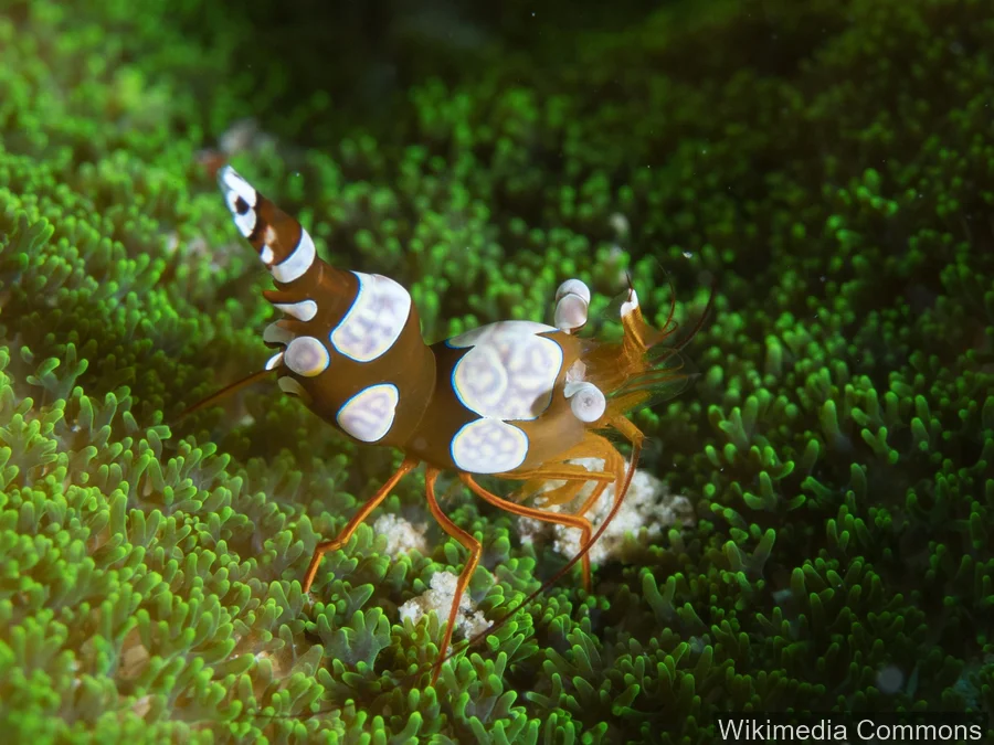 性感虾（Sexy Shrimp）的真实照片