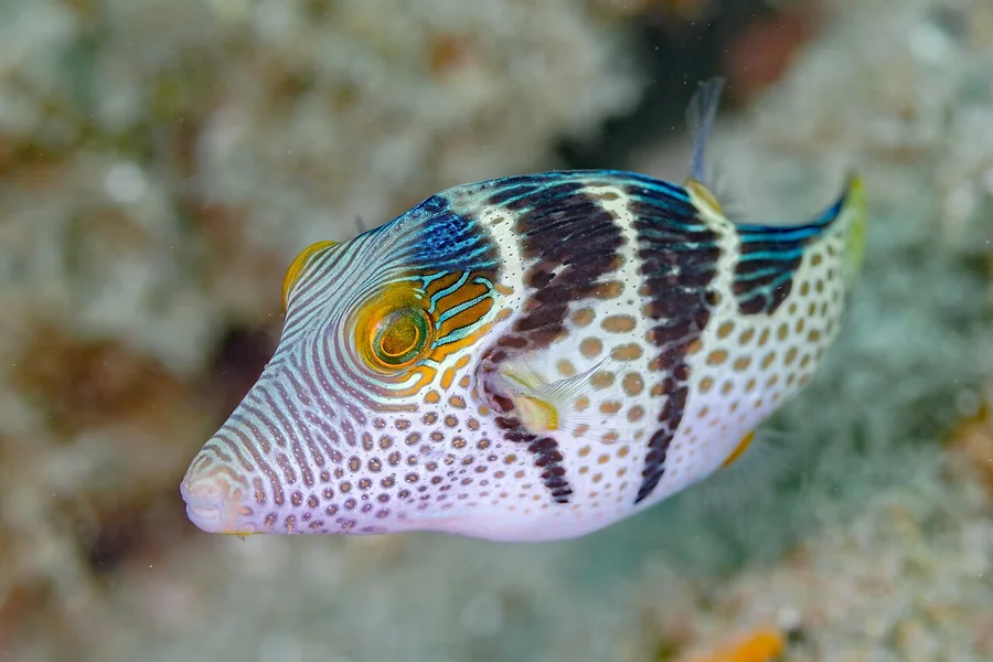 尖嘴鲀（Sharpnose Puffer）的真实照片