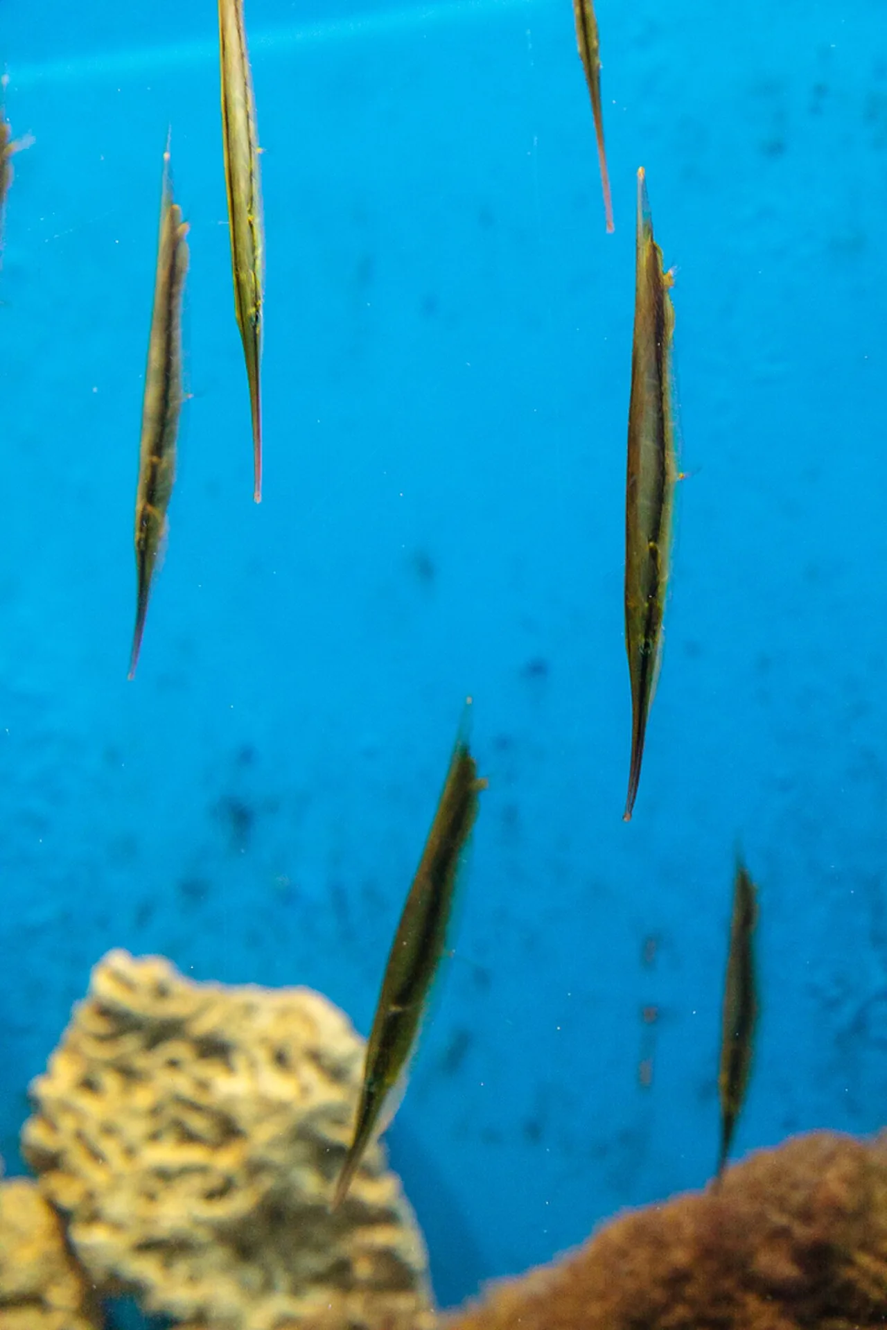 玻甲鱼（Razorfish）的真实照片