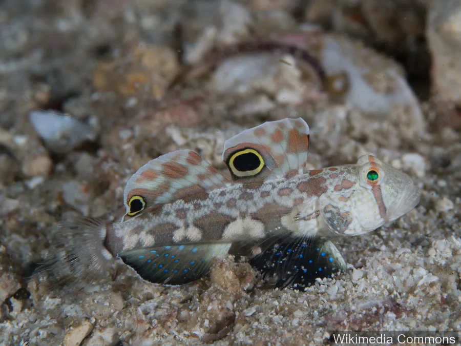 信号虾虎鱼（Signal Goby）的真实照片