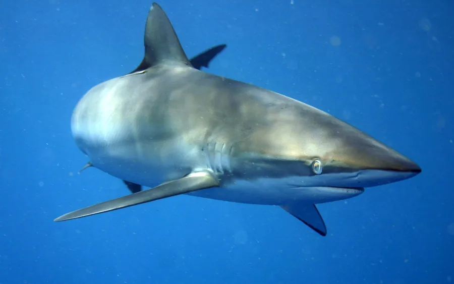 丝鲨（Silky Shark）的真实照片