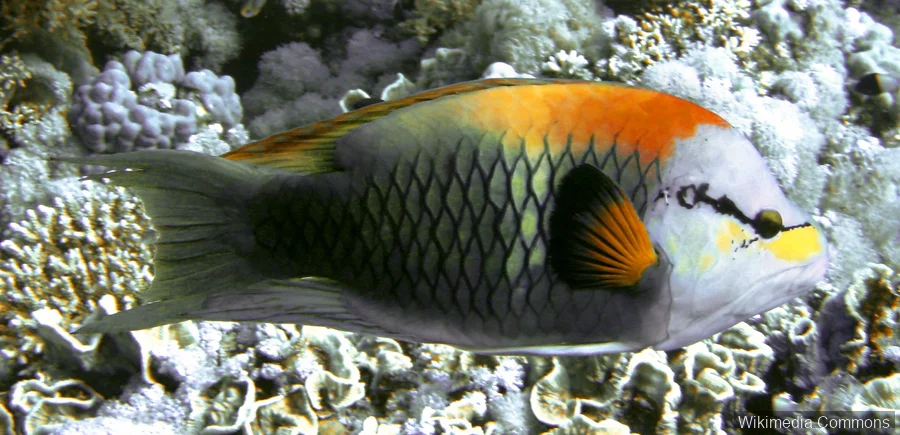 弹颌隆头鱼（Slingjaw Wrasse）的真实照片