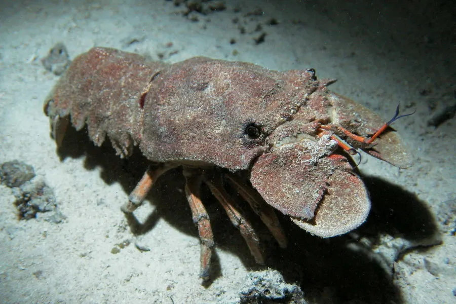 扁虾（Slipper Lobster）的真实照片