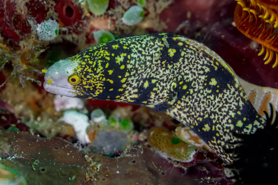 雪花鳝（Snowflake Moray）的真实照片
