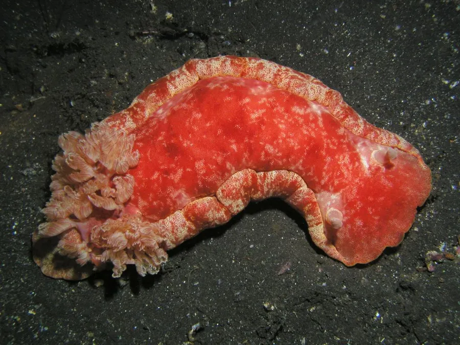 西班牙舞者（Spanish Dancer）的真实照片