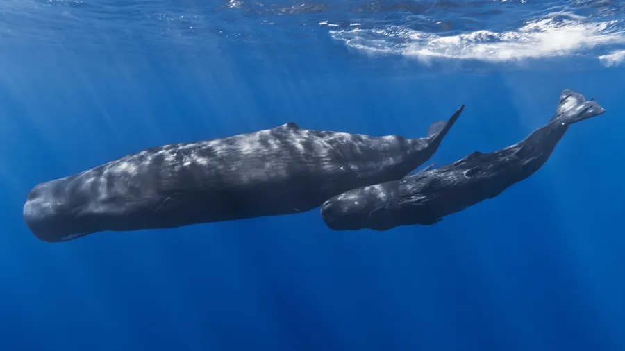 抹香鲸（Sperm Whale）的真实照片