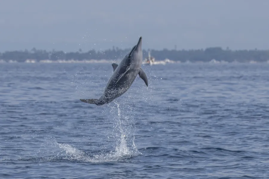 飞旋海豚（Spinner Dolphin）的真实照片