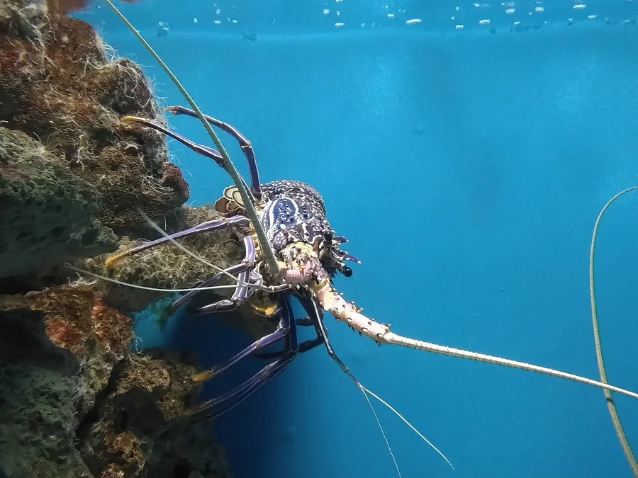 棘龙虾（Spiny Lobster）的真实照片