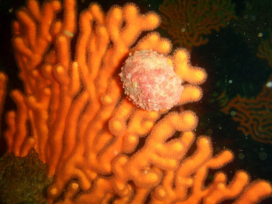 海绵蟹（Sponge Crab）的真实照片
