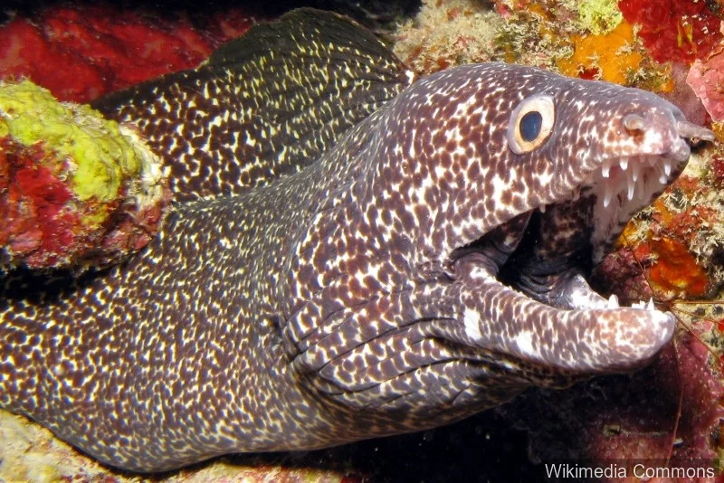 星斑裸胸鳝（Spotted Moray）的真实照片