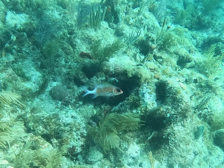 松鼠鱼（Squirrelfish）的真实照片