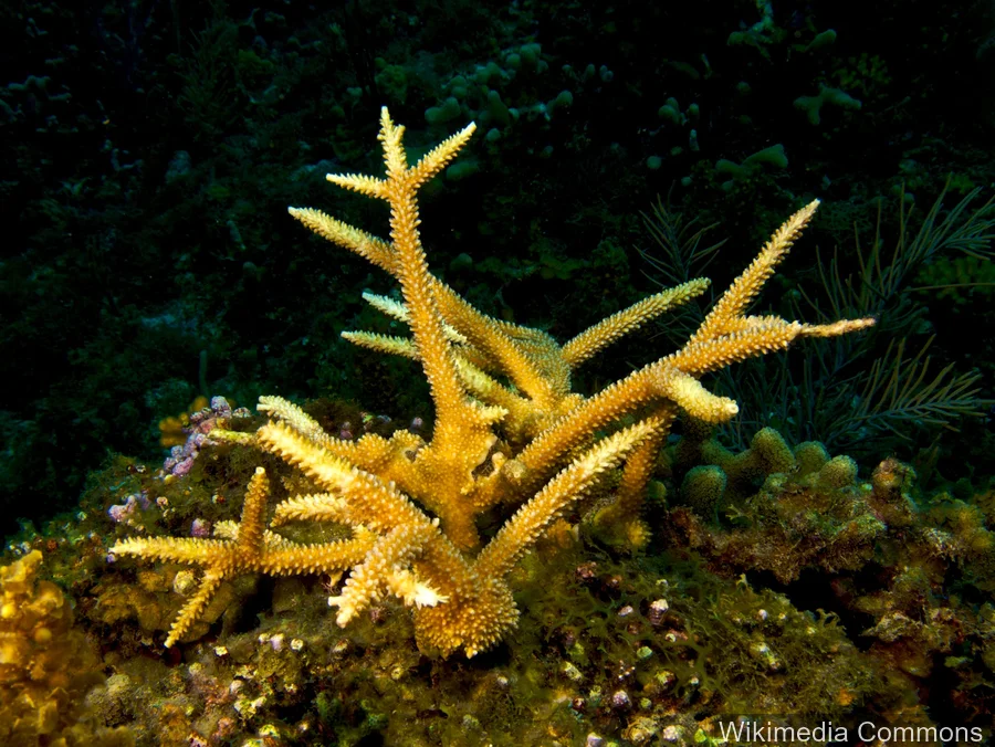 鹿角珊瑚（Staghorn Coral）的真实照片