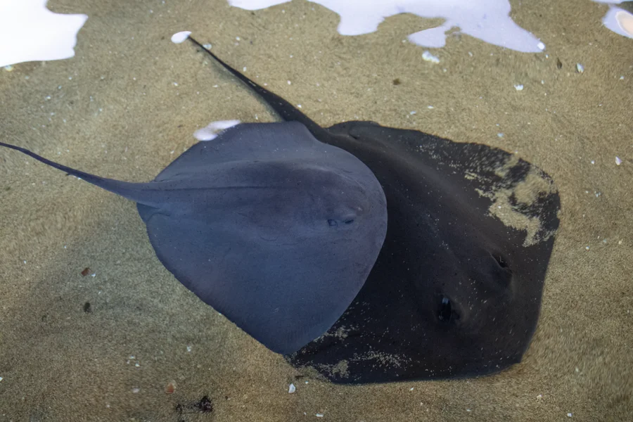 魟鱼（Stingray）的真实照片