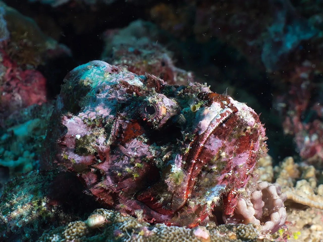 石头鱼（Stonefish）的真实照片
