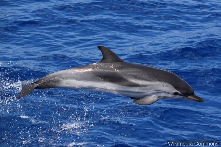 条纹海豚（Striped Dolphin）的真实照片