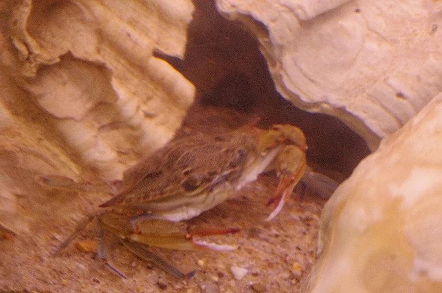 梭子蟹（Swimming Crab）的真实照片