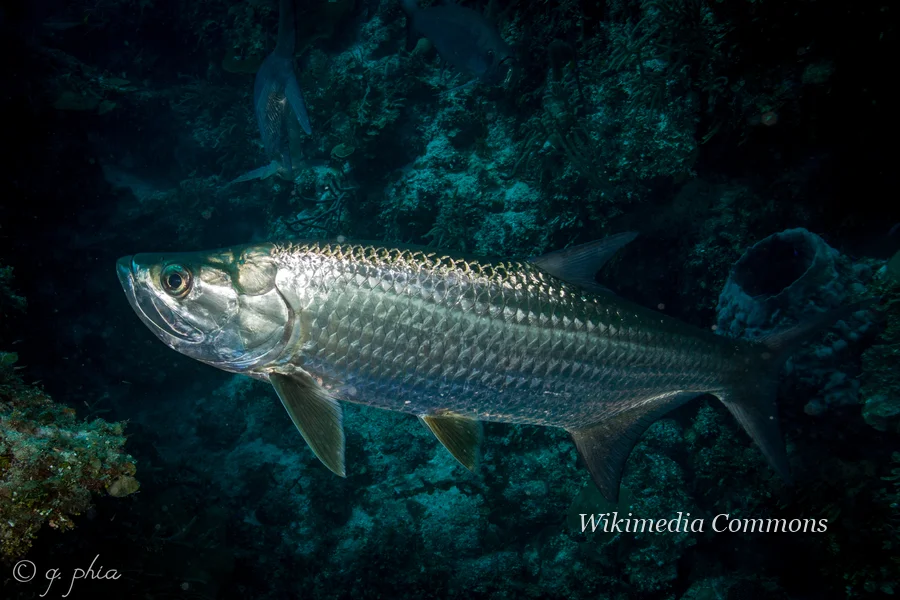大海鲢（Tarpon）的真实照片