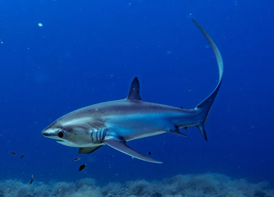 长尾鲨（Thresher Shark）的真实照片