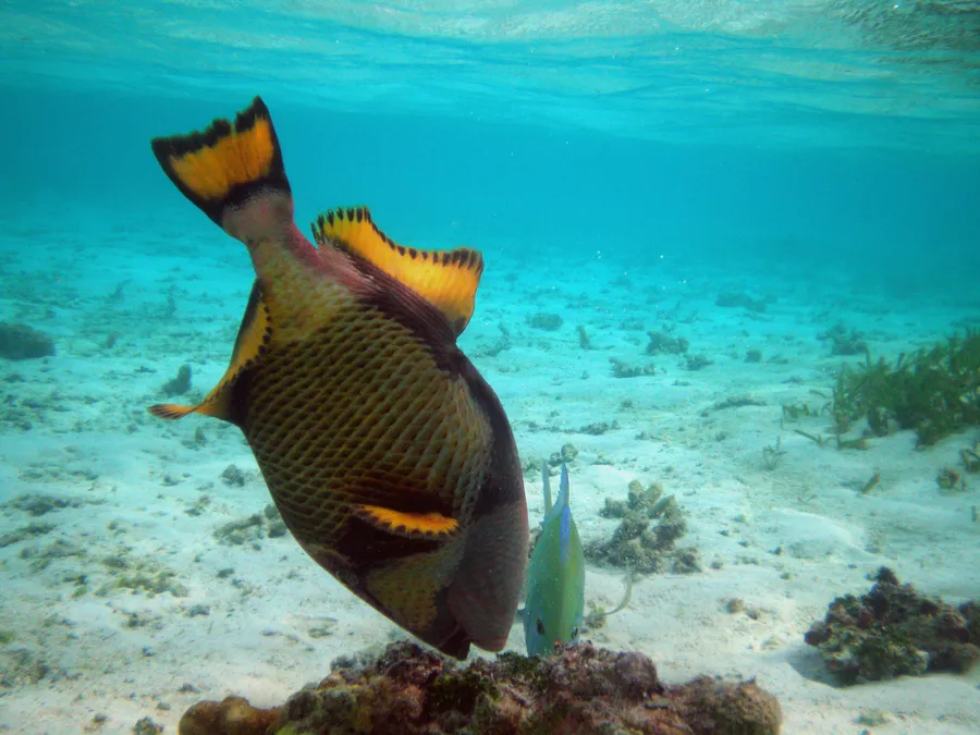 泰坦炮弹（Titan Triggerfish）的真实照片